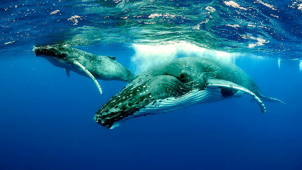 Les baleines à bosse