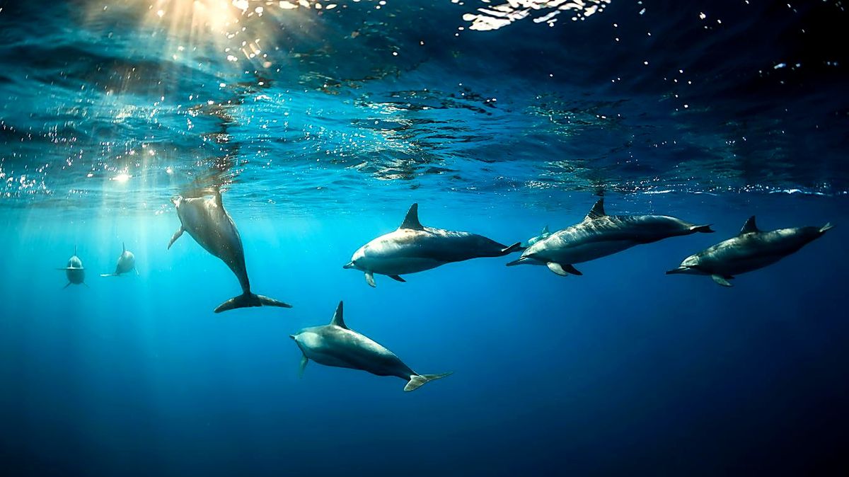 Les dauphins