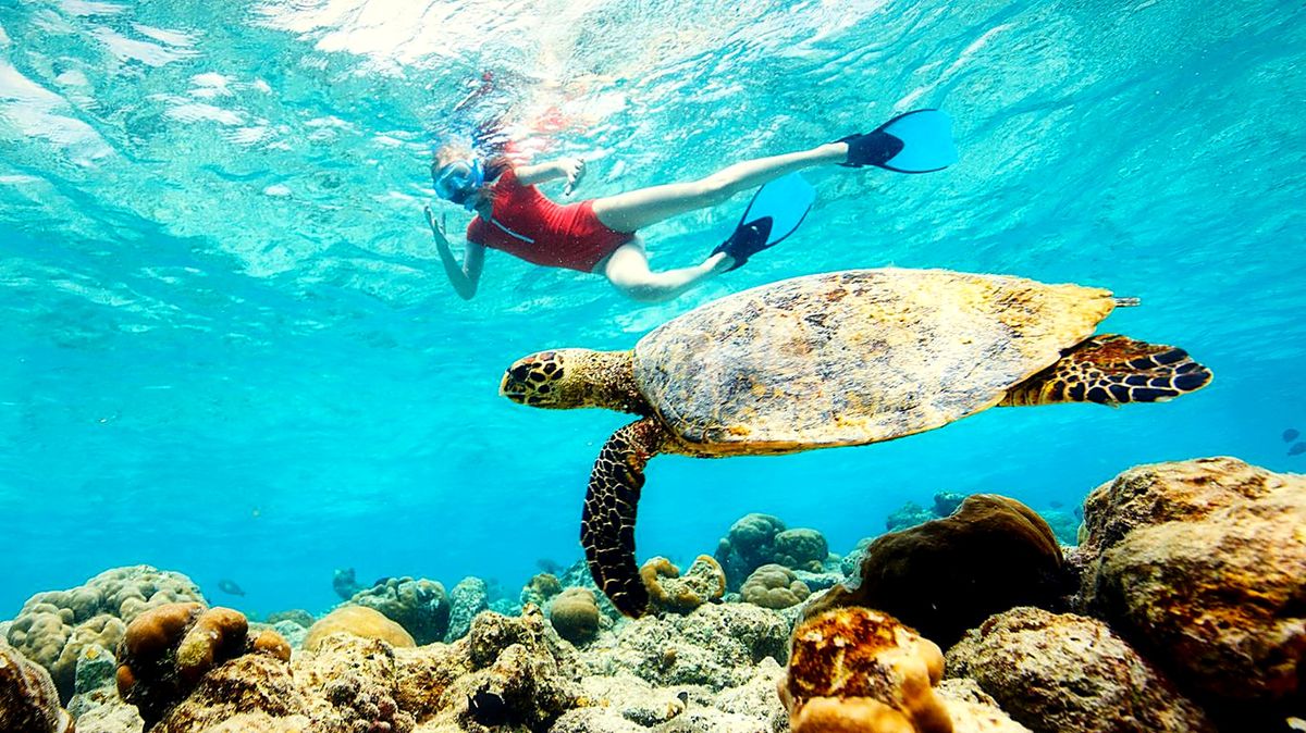 Snorkeling avec les tortues