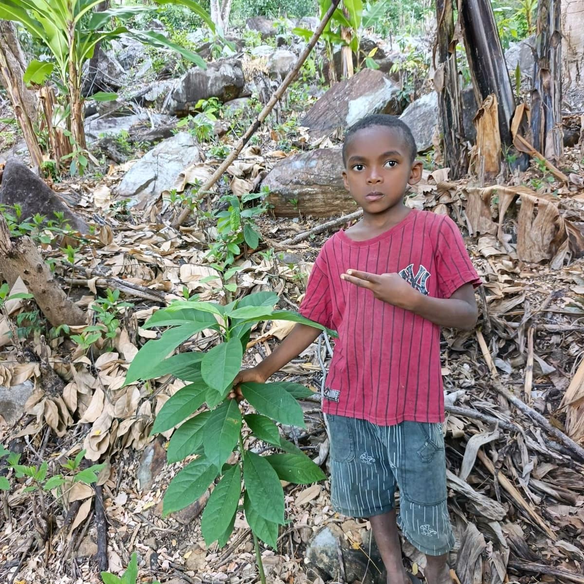 Un enfant pose à côté d’un jeune cacaoyer