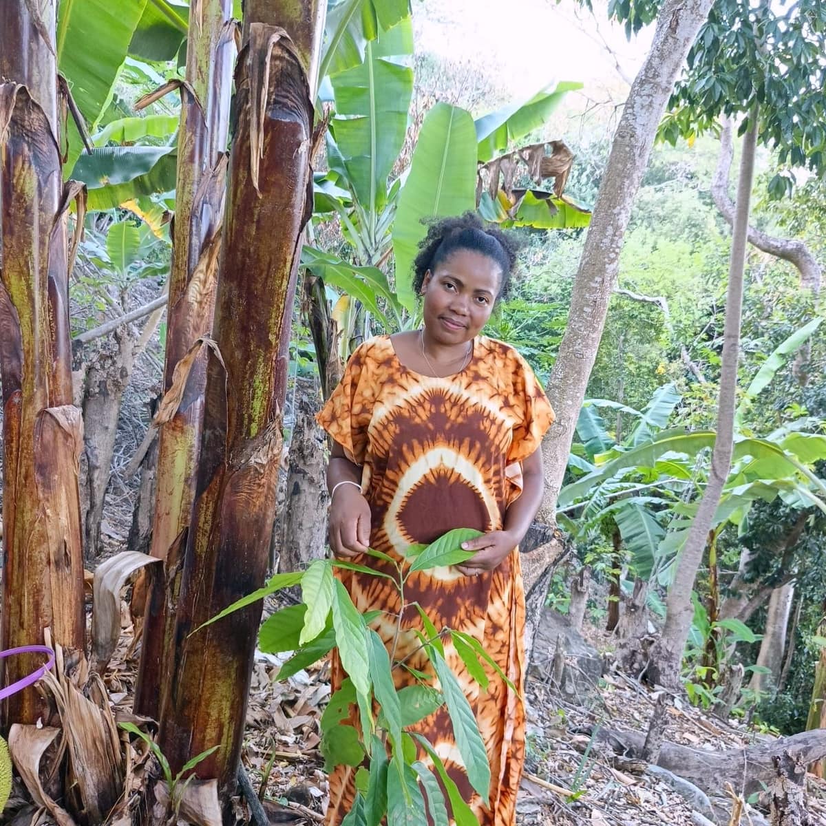 Une femme tient un jeune plant de cacaoyer dans la plantation